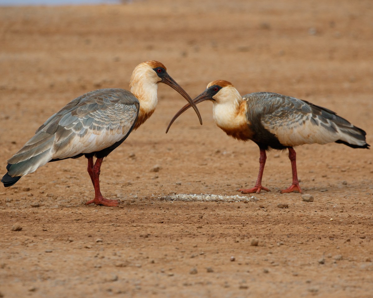 Buff-necked Ibis - Silvia Faustino Linhares