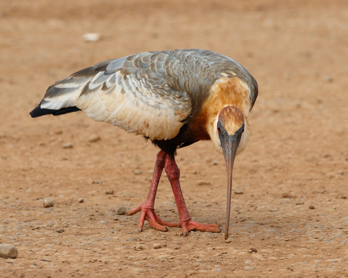 ibis bělokřídlý - ML359641951
