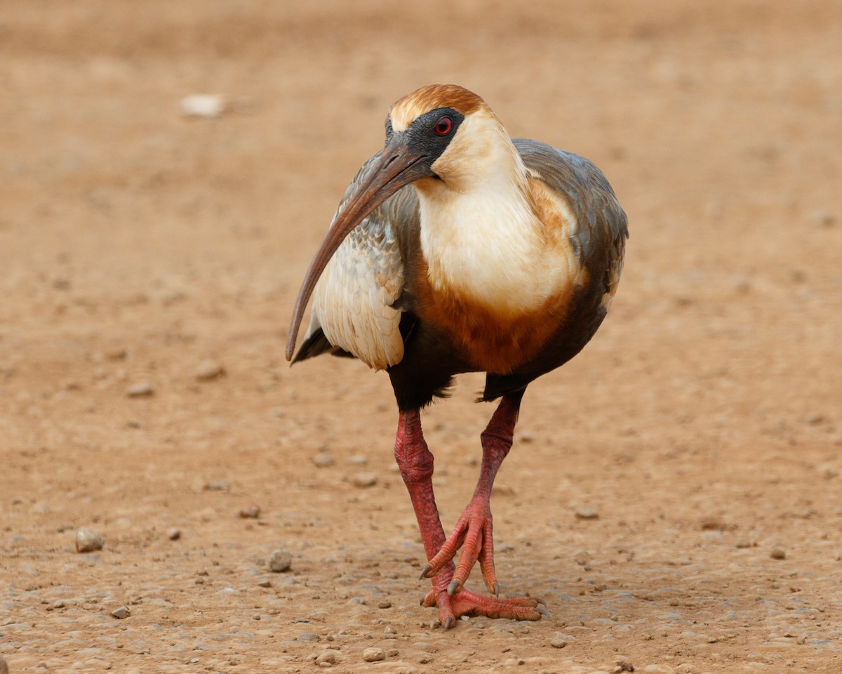 Buff-necked Ibis - Silvia Faustino Linhares