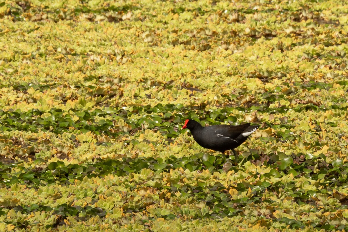 Common Gallinule - ML359644711