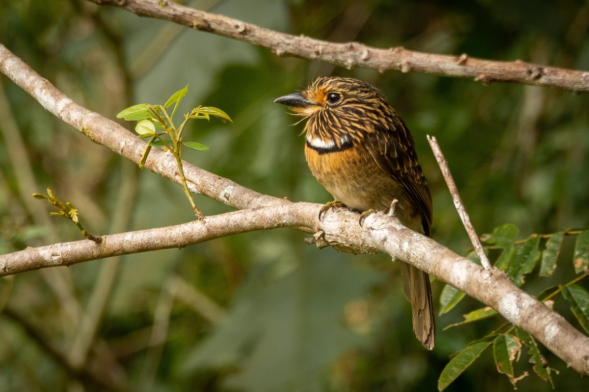 Crescent-chested Puffbird - ML359644891