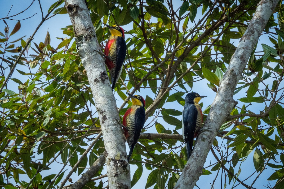 Yellow-fronted Woodpecker - Vitor Rolf Laubé