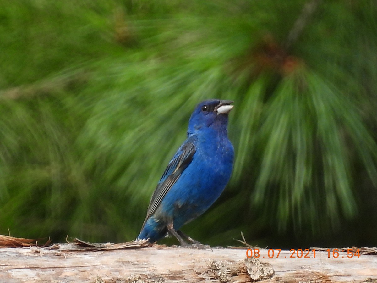 Indigo Bunting - ML359645521