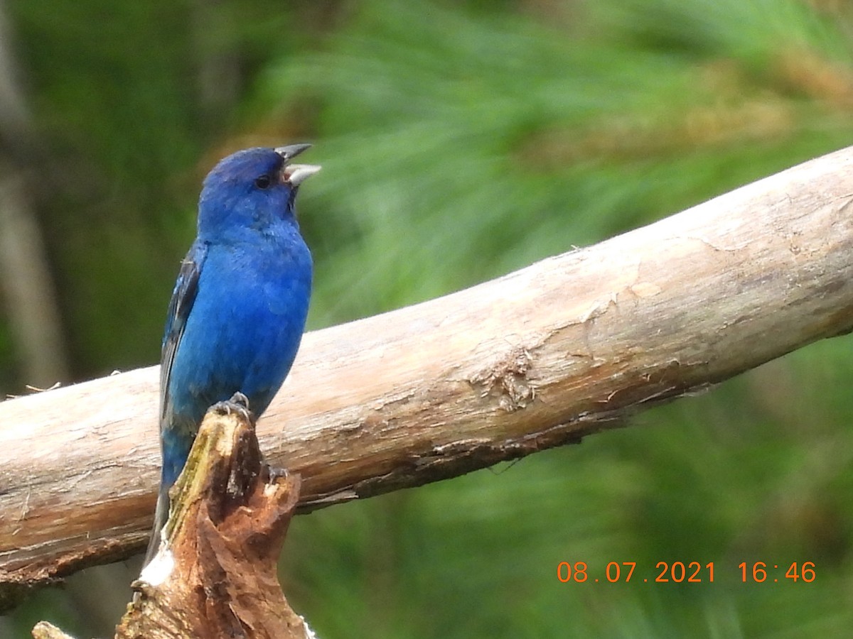 Indigo Bunting - ML359645531