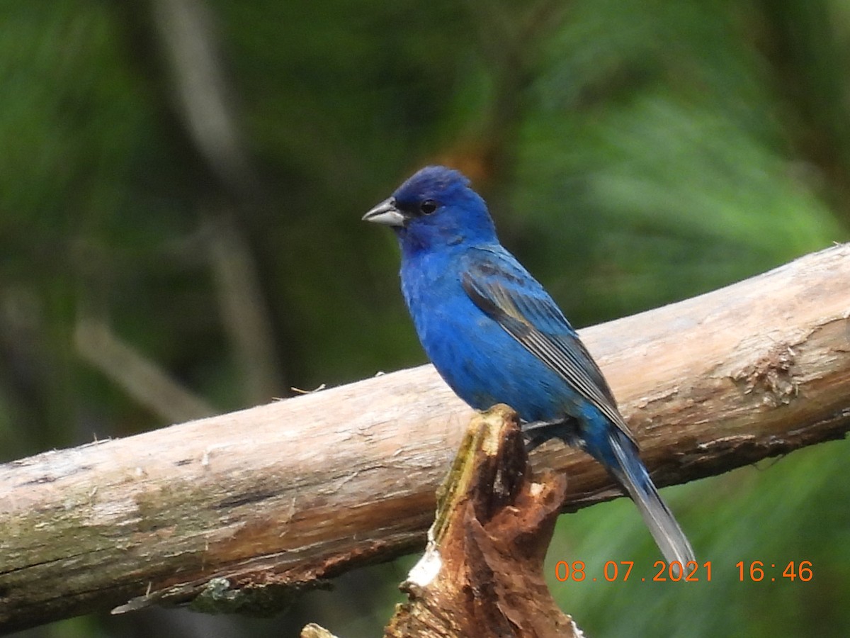 Indigo Bunting - ML359645561