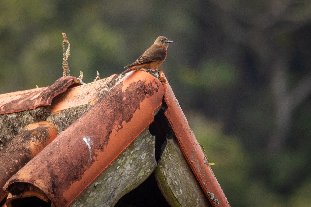 Cliff Flycatcher - Vitor Rolf Laubé