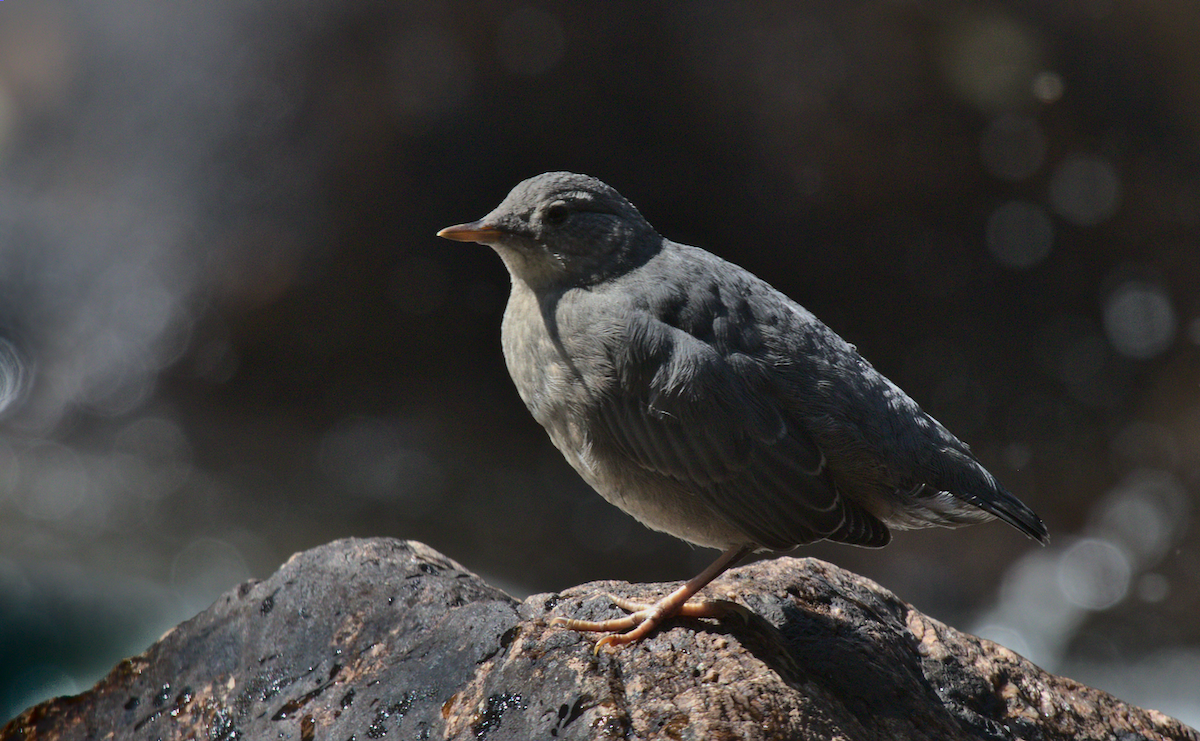 American Dipper - ML359645911