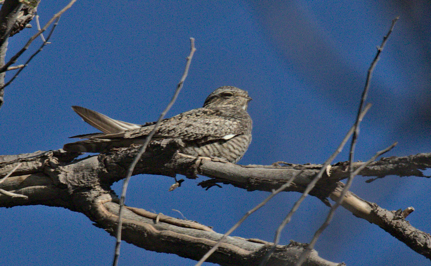 Common Nighthawk - ML359646561