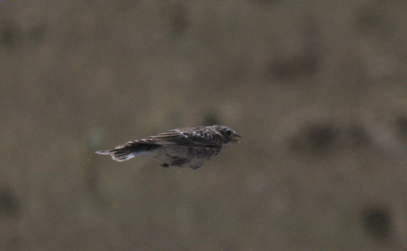 Thick-billed Longspur - ML359646951