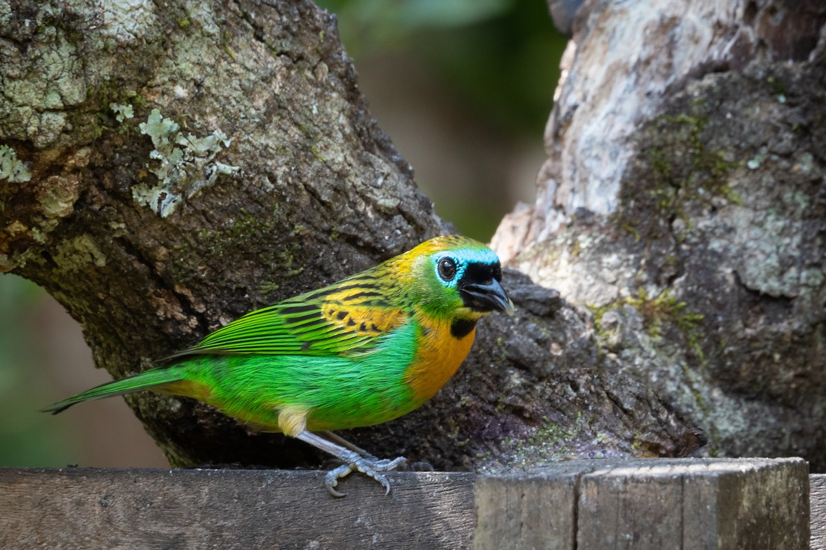 Brassy-breasted Tanager - ML359647071