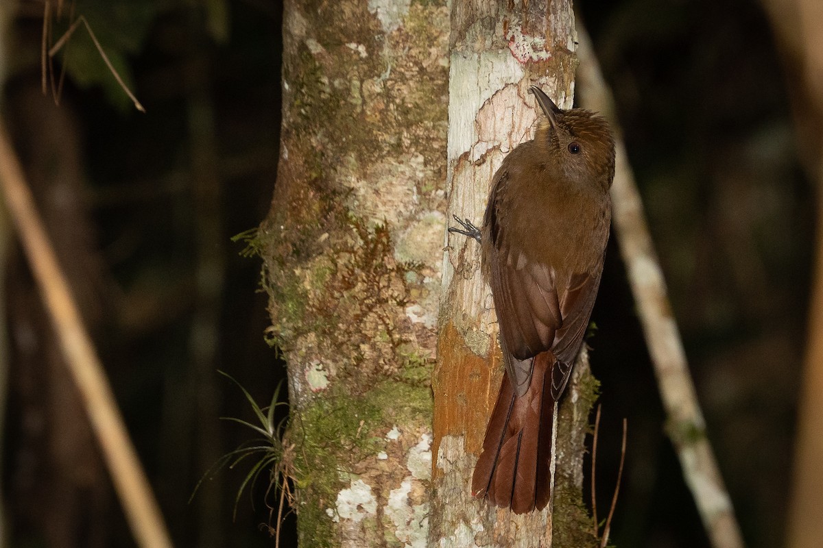 Plain-winged Woodcreeper (Plain-winged) - ML359647571