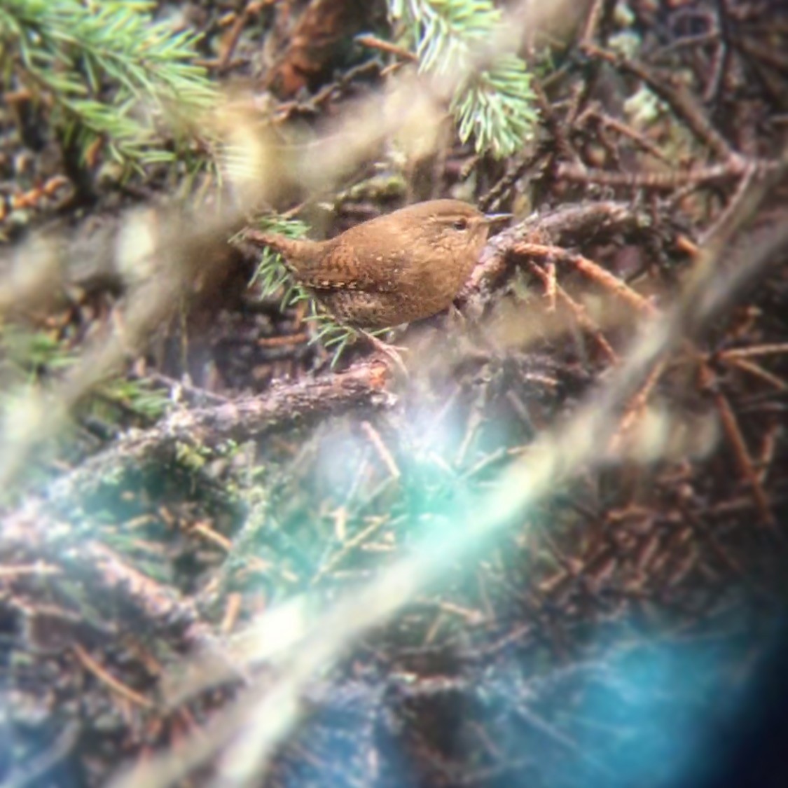 Pacific Wren - ML35964761