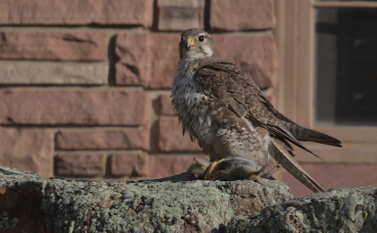 Prairie Falcon - ML359647951