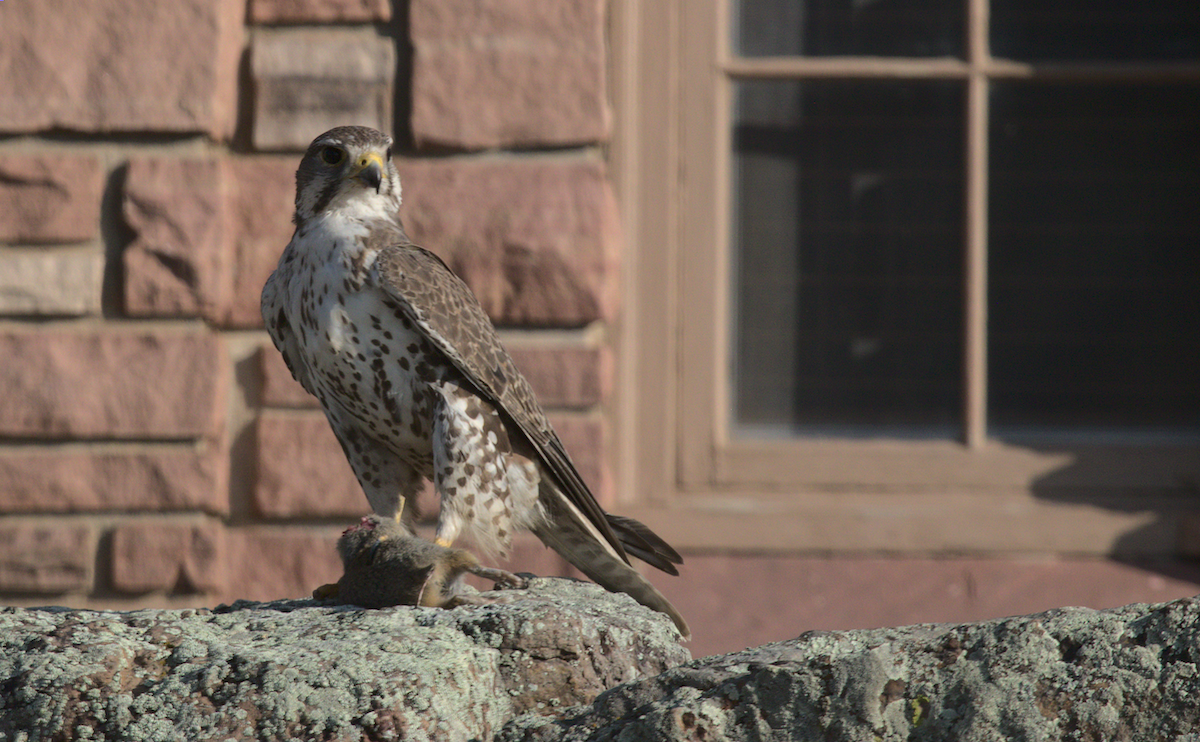 Prairie Falcon - ML359647961