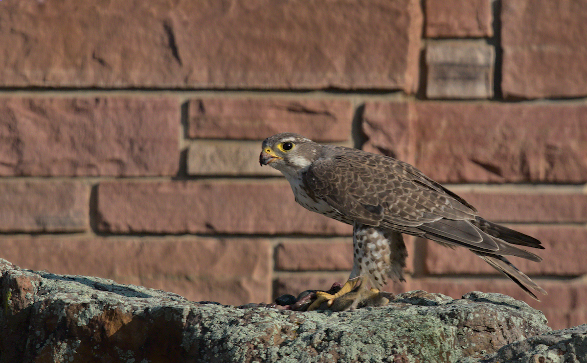 Prairie Falcon - ML359647971