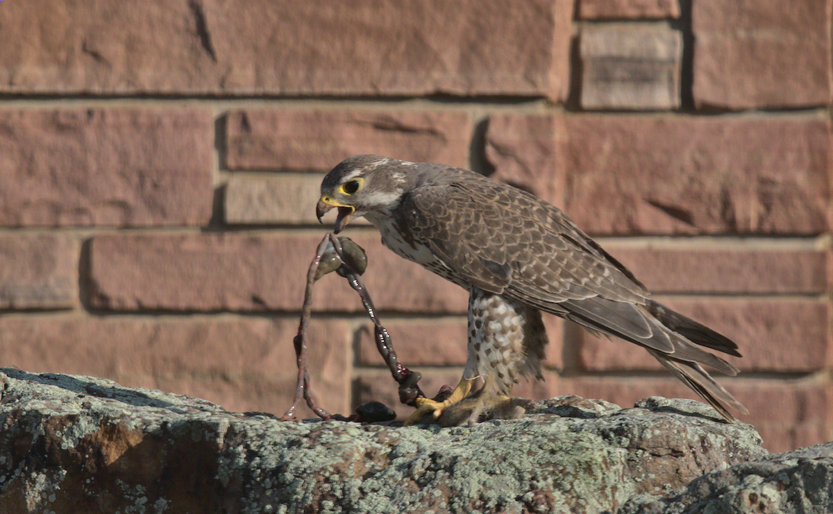 Prairie Falcon - ML359647981