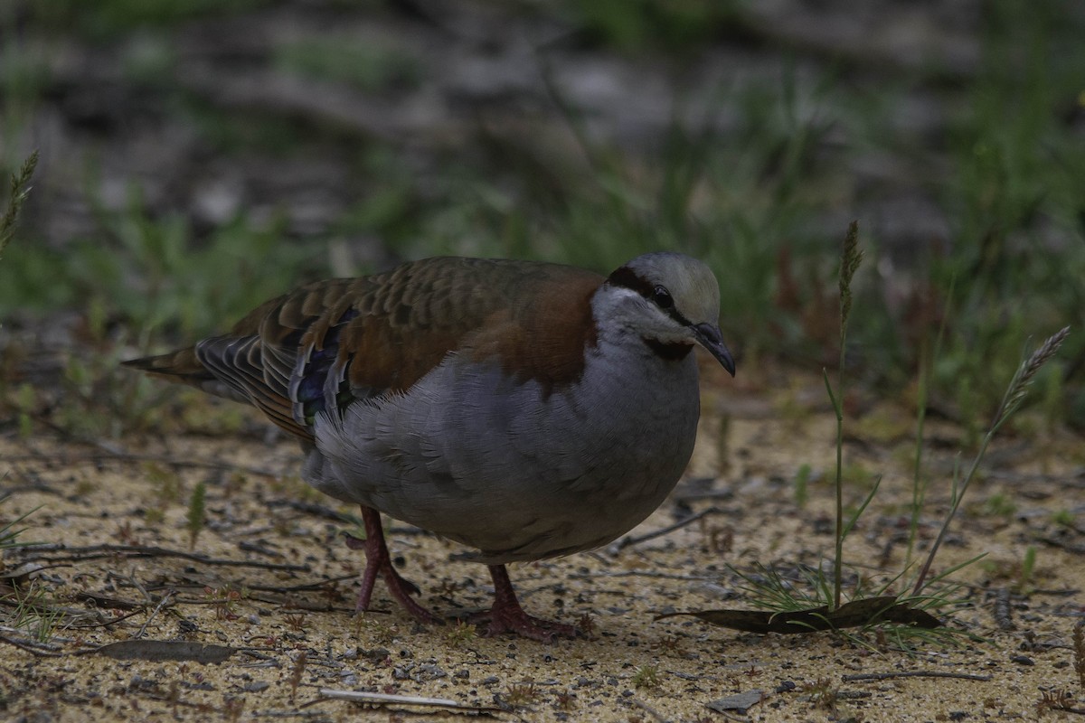 Brush Bronzewing - ML35964921