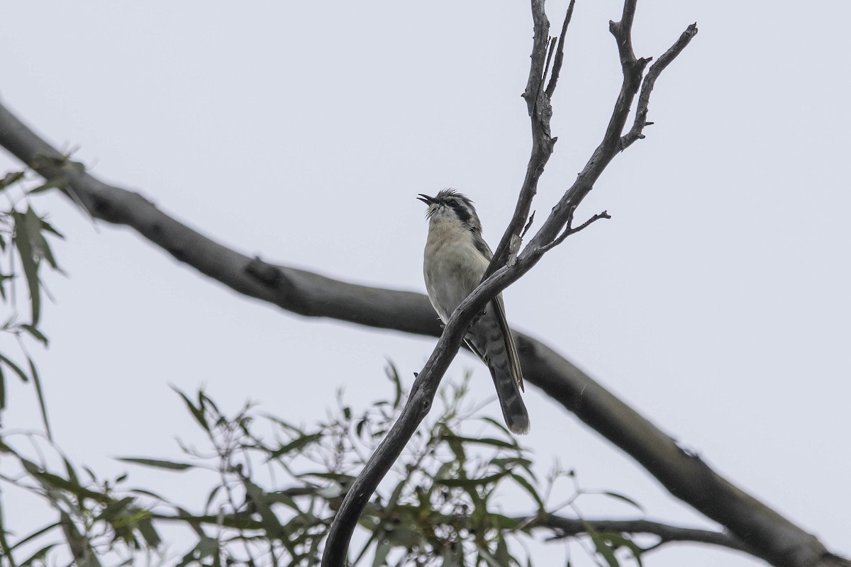 Black-eared Cuckoo - Adam Fry