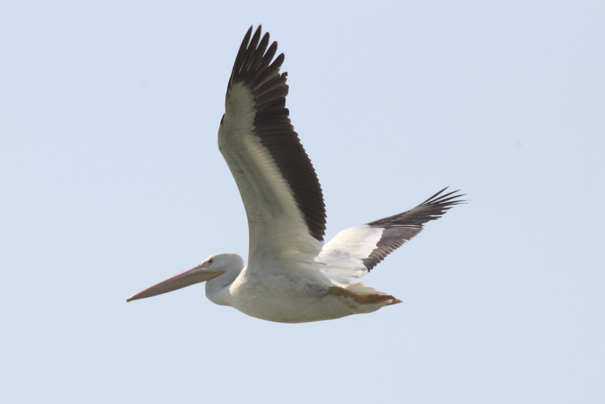 American White Pelican - ML359650021