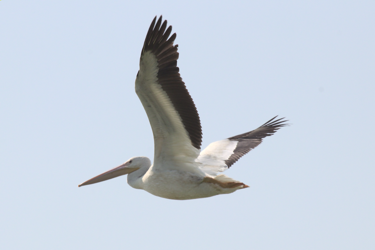 American White Pelican - Forrest Baublitz