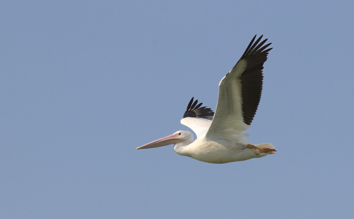American White Pelican - ML359650081