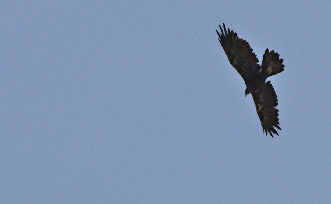 Golden Eagle - ML359650521