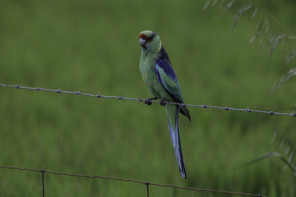 svarthodeparakitt (barnardi) (malleeparakitt) - ML35965091