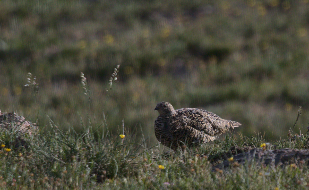 White-tailed Ptarmigan - ML359651571