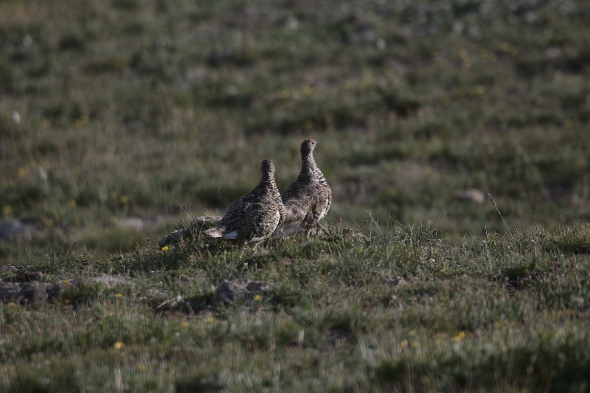 White-tailed Ptarmigan - ML359651591