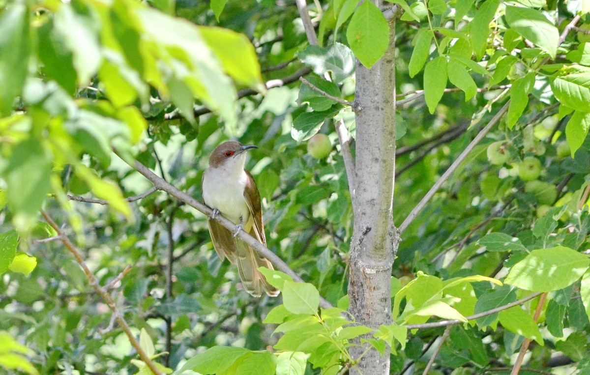 Black-billed Cuckoo - ML359652161