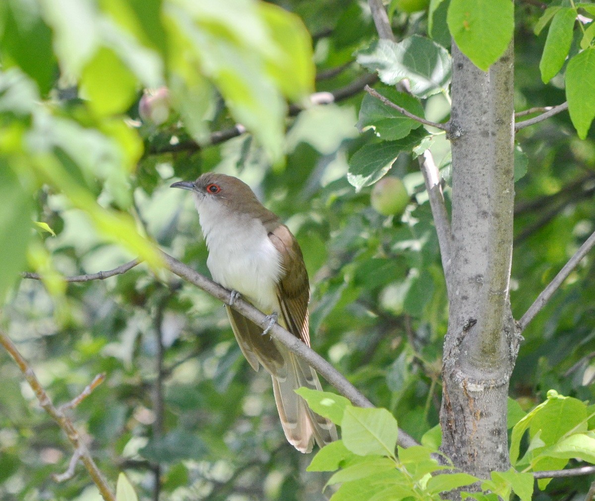 Black-billed Cuckoo - ML359652241