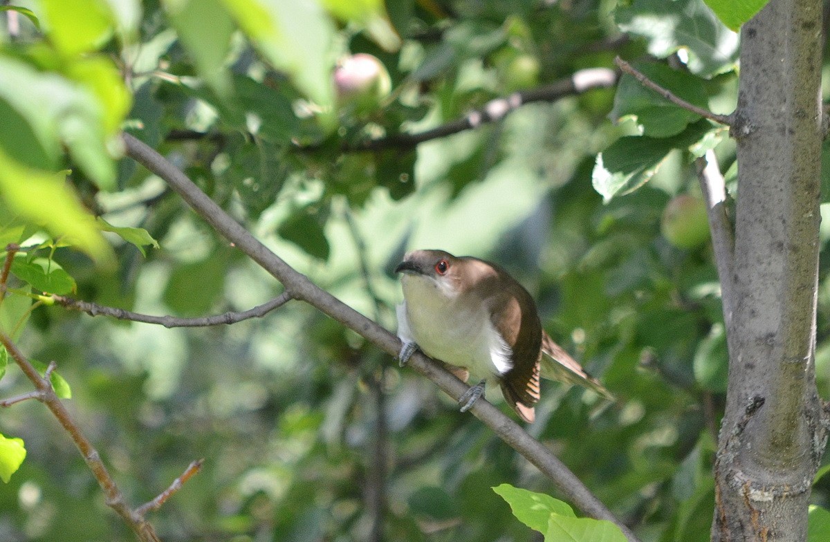 Black-billed Cuckoo - ML359652291