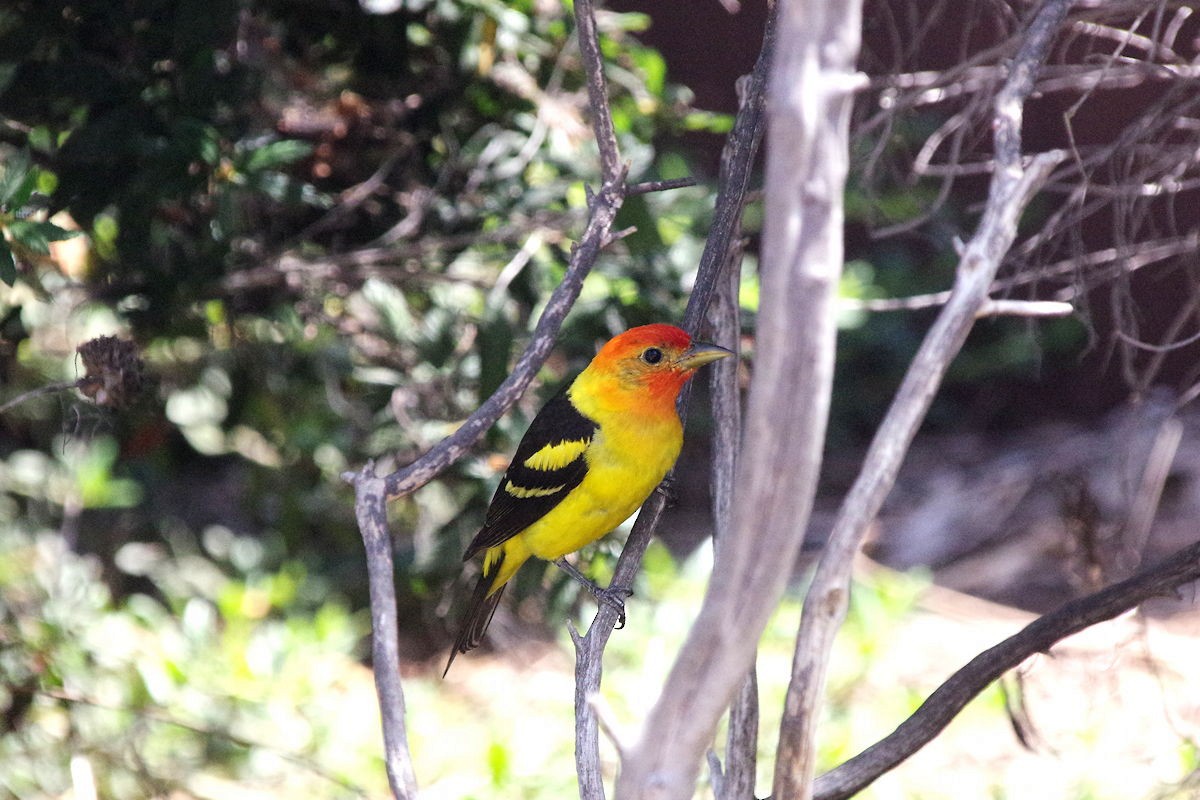 Western Tanager - ML359653761