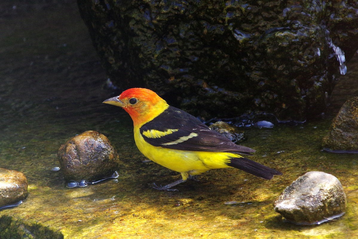 Western Tanager - ML359653771