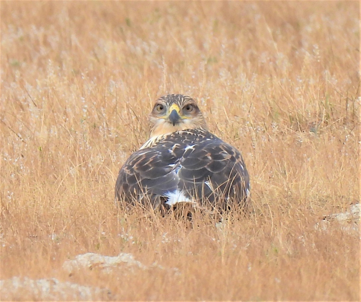 Ferruginous Hawk - ML359654351