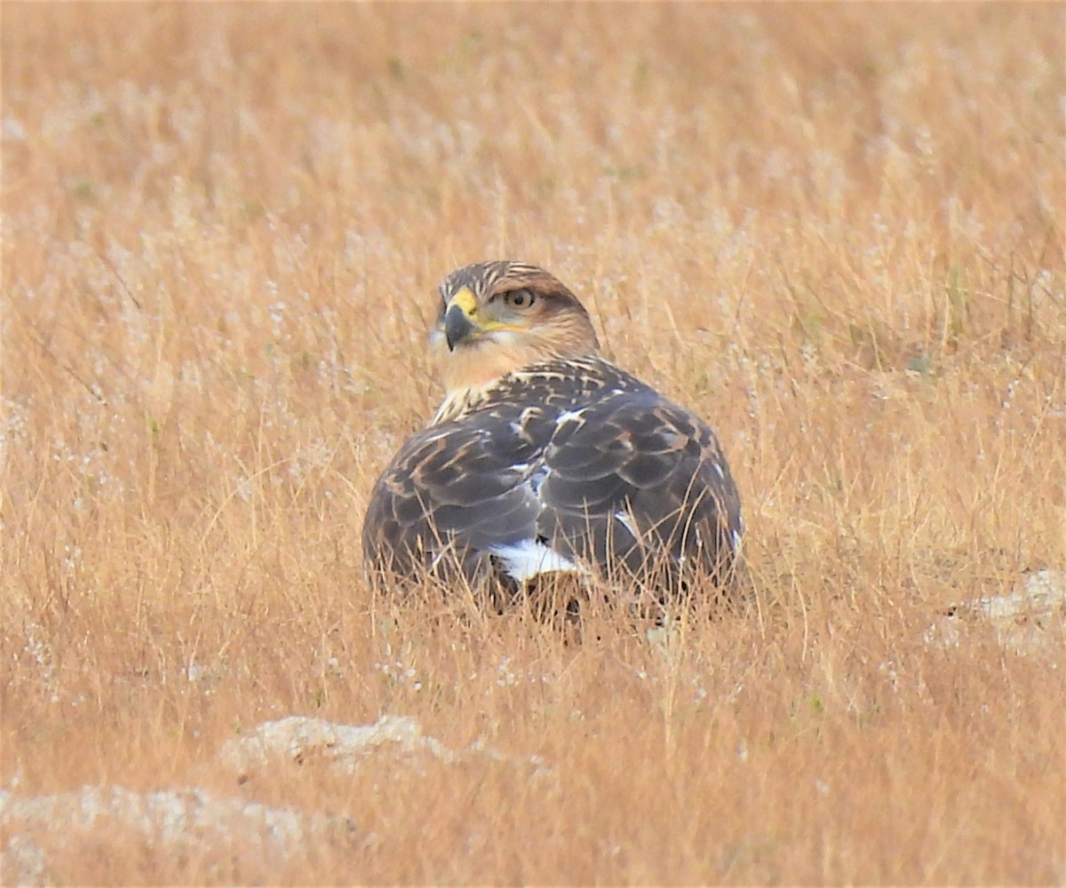 Ferruginous Hawk - ML359654391