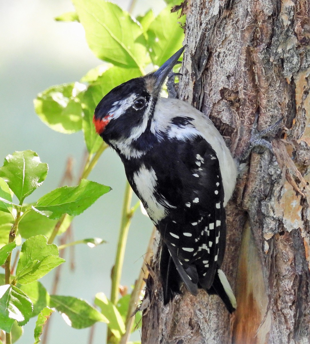 Hairy Woodpecker - ML359654501