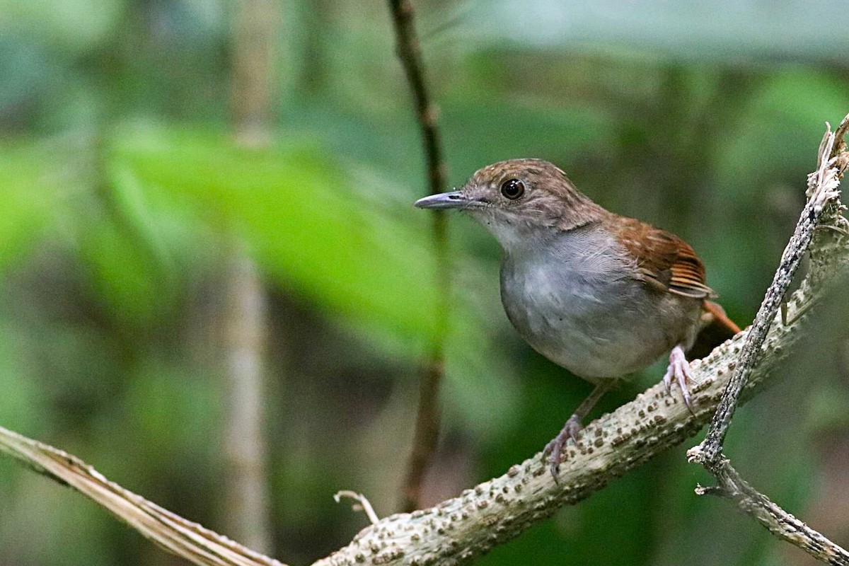 Sulawesi Babbler - ML359654811