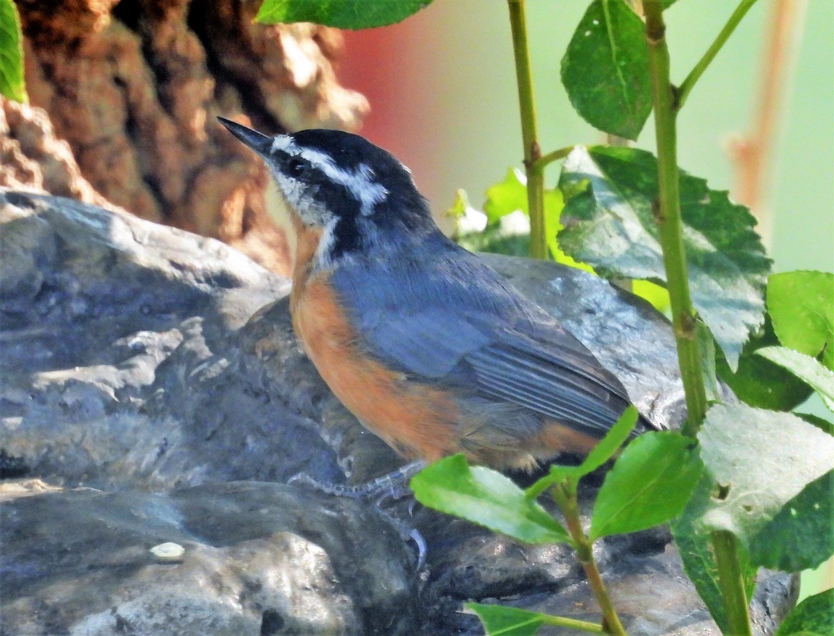 Red-breasted Nuthatch - ML359654851