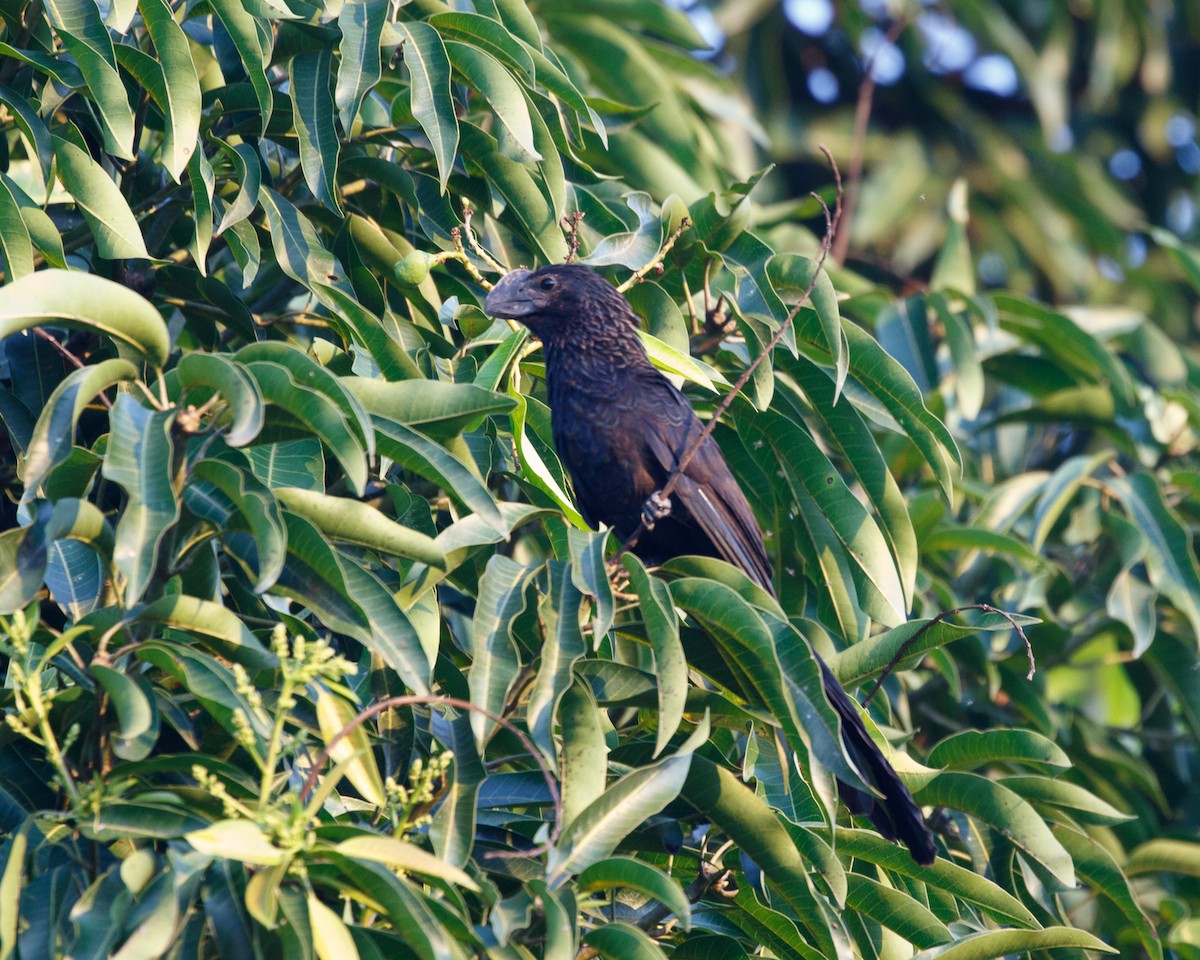 Smooth-billed Ani - ML359656231