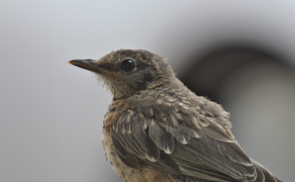 American Robin - ML359657611