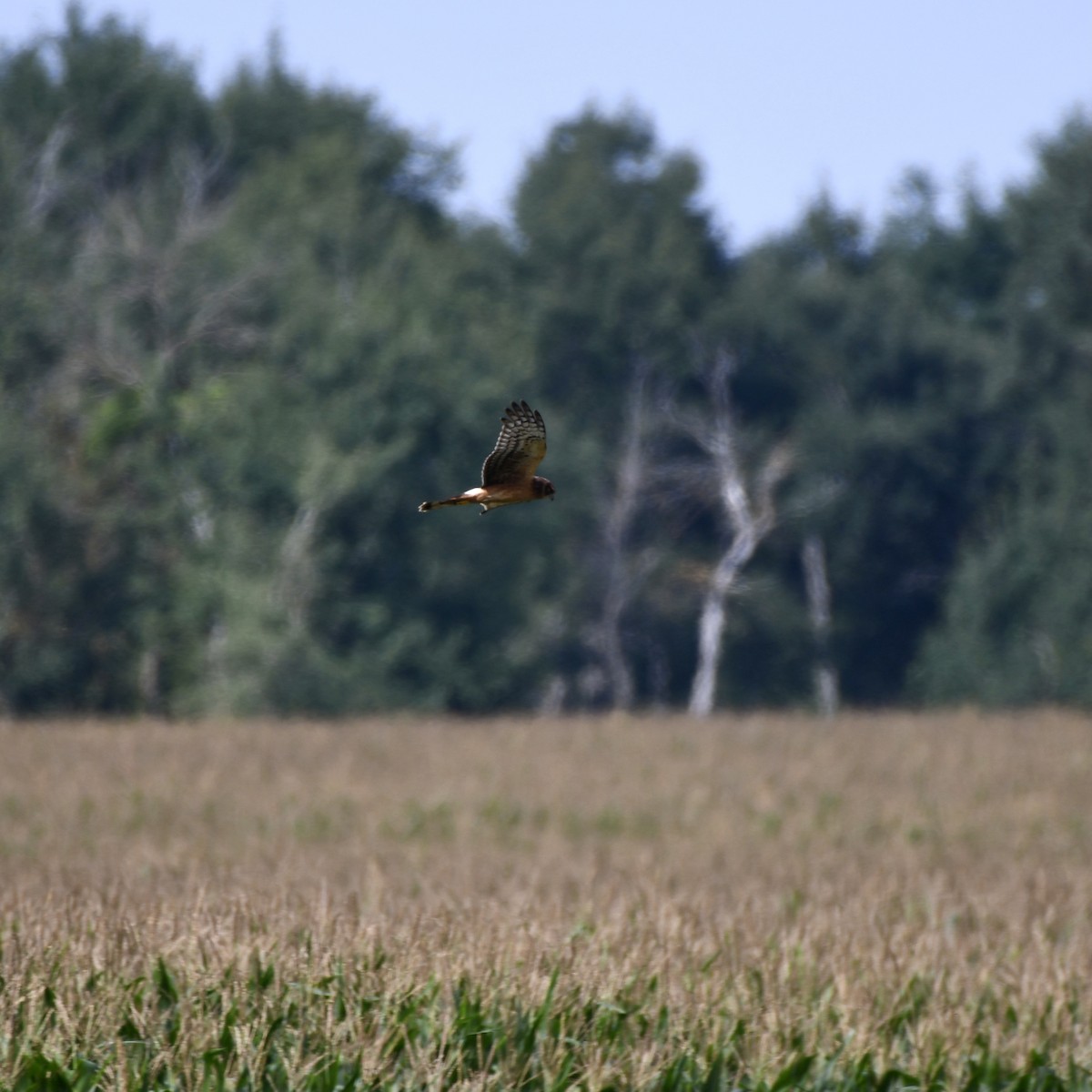 Northern Harrier - ML359660631