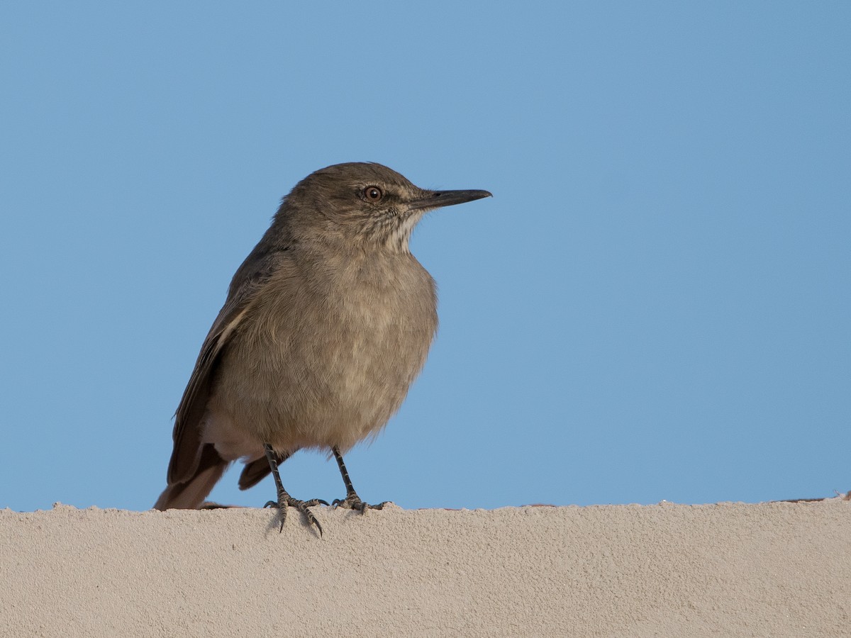 Black-billed Shrike-Tyrant - ML359660891
