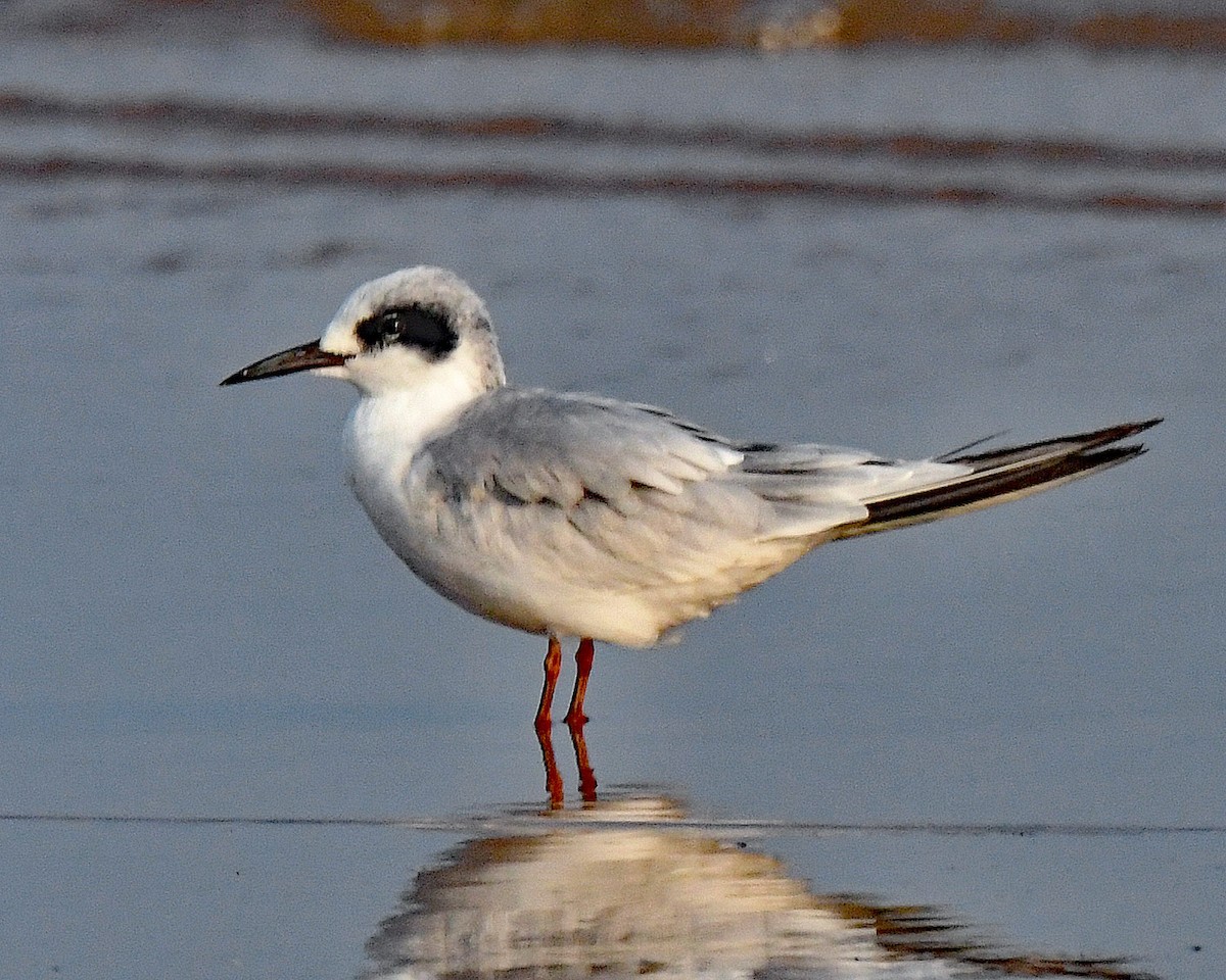 Forster's Tern - Michael Topp