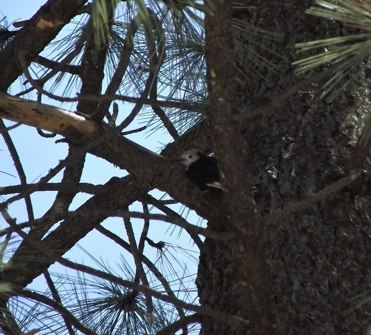 White-headed Woodpecker - ML359662711