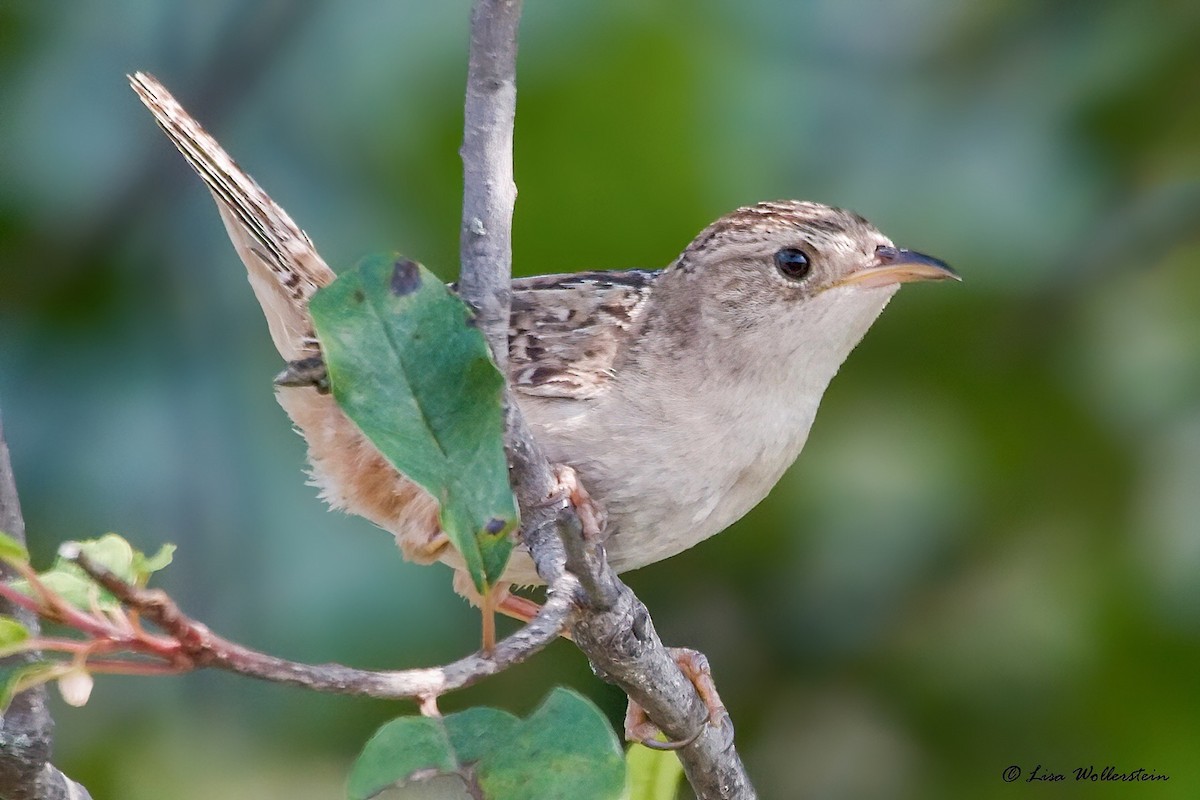 Sedge Wren - Lisa Wollerstein