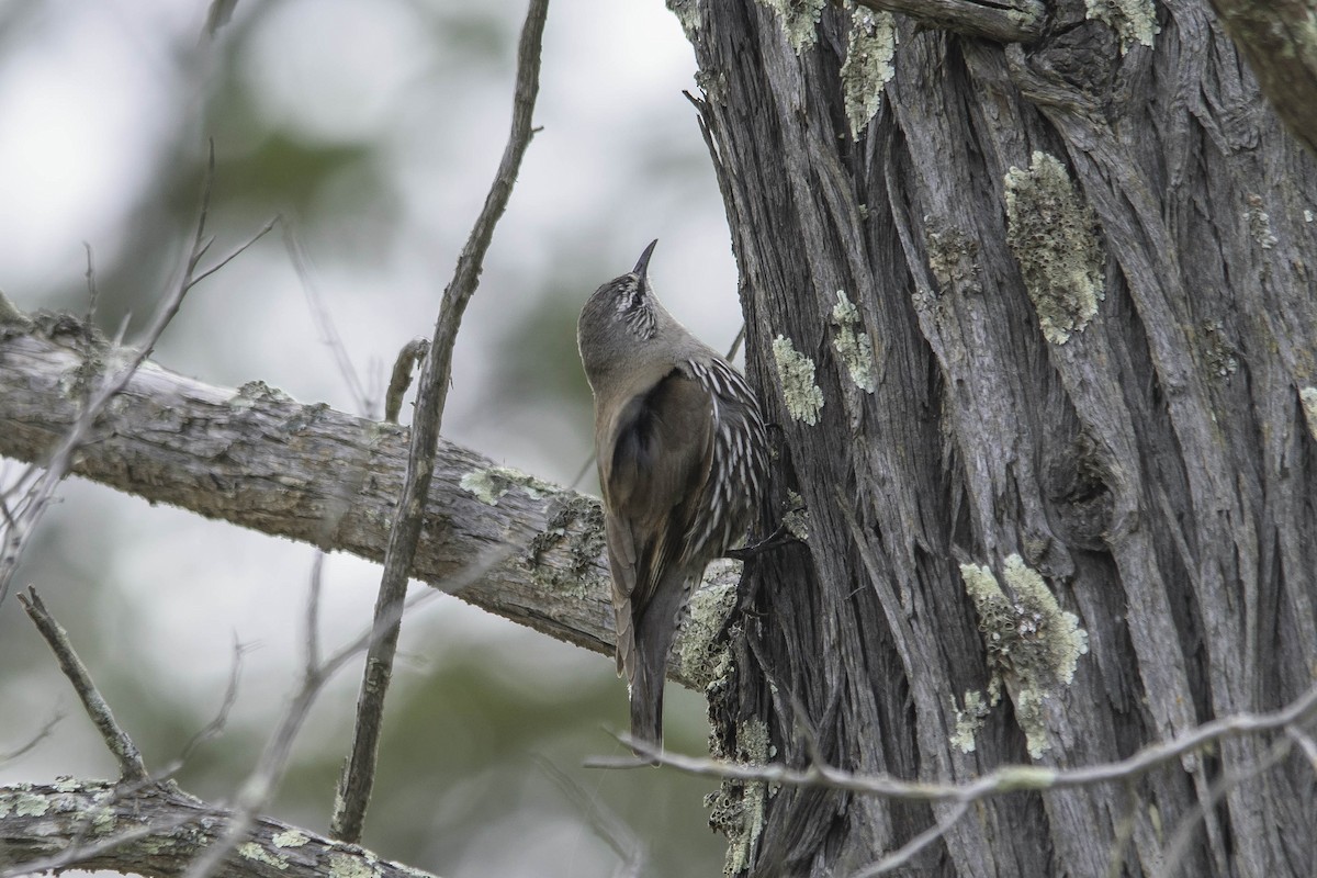 White-browed Treecreeper - ML35966331