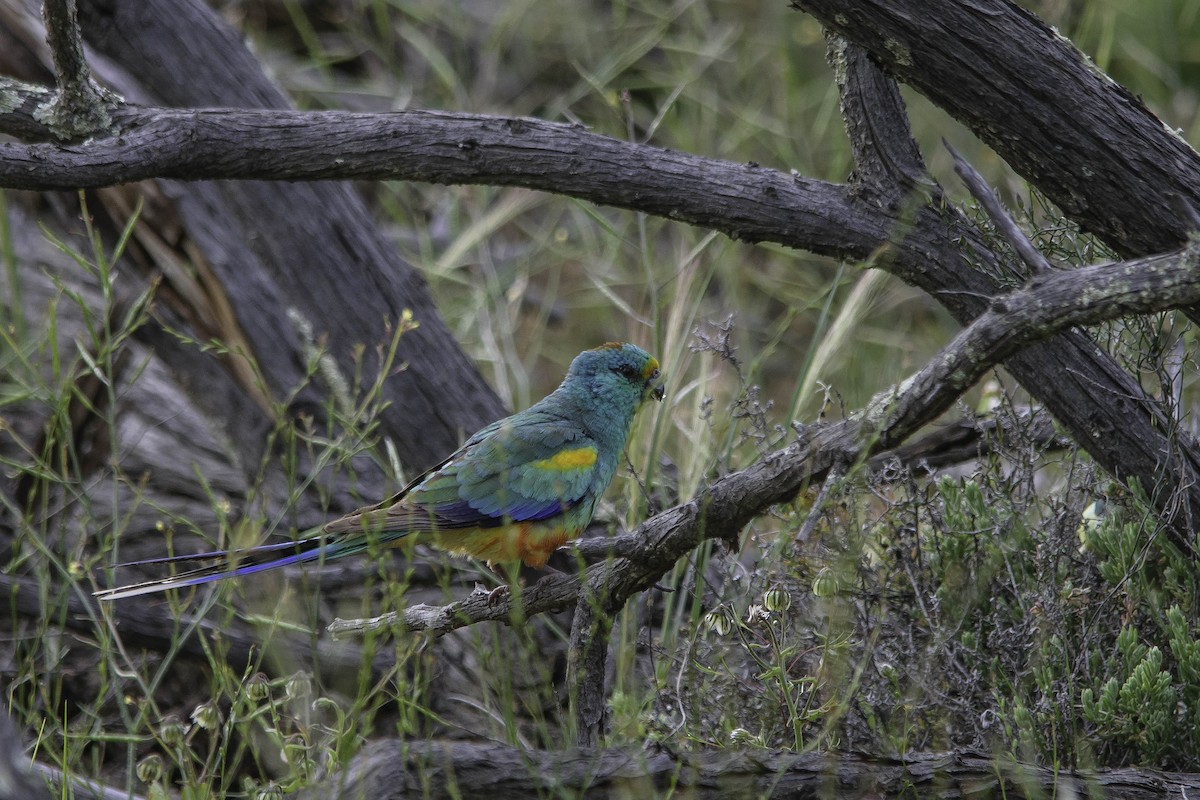 Mulga Parrot - ML35966351