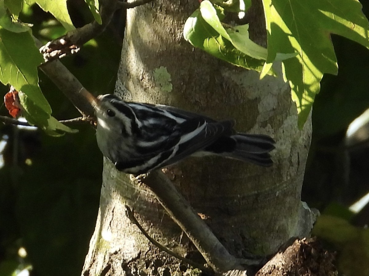 Black-and-white Warbler - ML359664381
