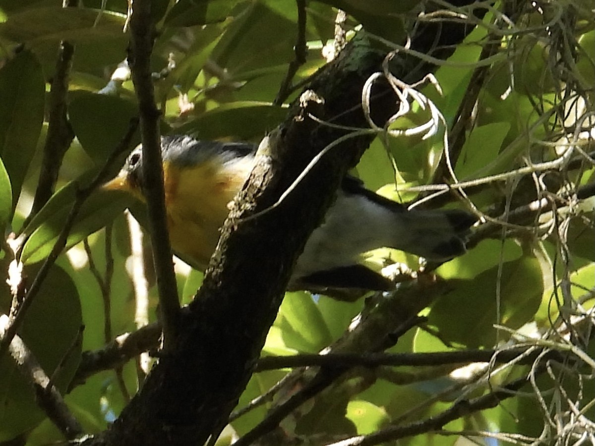 Northern Parula - ML359664391